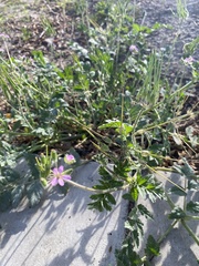 Erodium moschatum