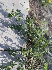 Erodium moschatum
