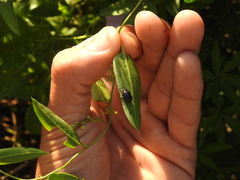 Macrohaltica transversa