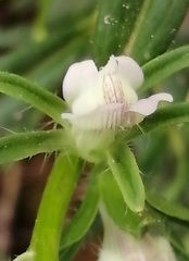 Misopates calycinum
