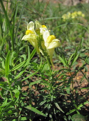 Linaria biebersteinii