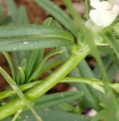 Misopates calycinum