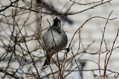 Passer domesticus