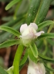 Misopates calycinum