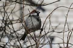 Passer domesticus