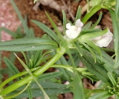Misopates calycinum