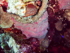 Halisarca caerulea