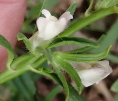 Misopates calycinum