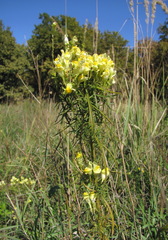 Linaria biebersteinii