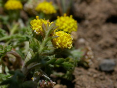 Anthemis rigida rigida