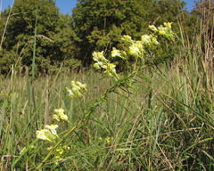 Linaria biebersteinii