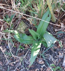 Himantoglossum hircinum