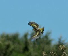 Spinus barbatus