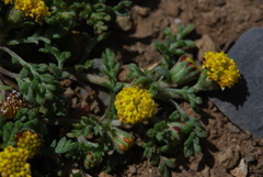 Anthemis rigida rigida