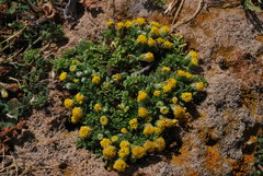 Anthemis rigida rigida