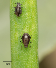 Neotoxoptera formosana