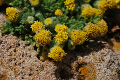 Anthemis rigida rigida
