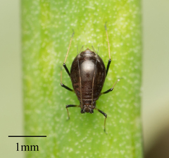 Neotoxoptera formosana