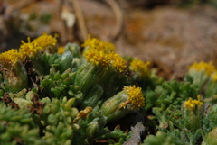 Anthemis rigida rigida