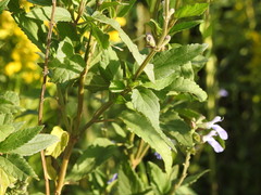 Salvia pallida