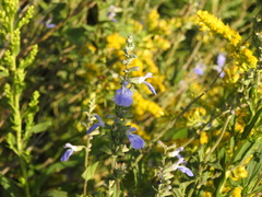 Salvia pallida