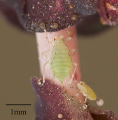 Acyrthosiphon lactucae