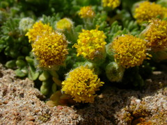 Anthemis rigida rigida