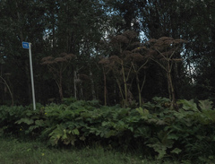 Heracleum sosnowskyi