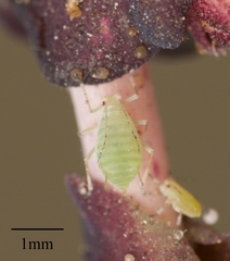 Acyrthosiphon lactucae