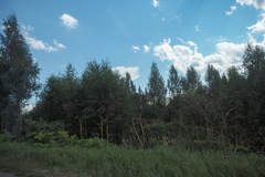 Heracleum sosnowskyi