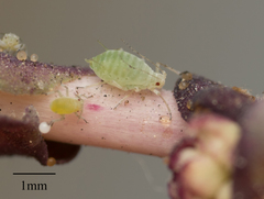 Acyrthosiphon lactucae