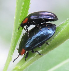 Chrysomela confluens