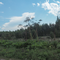 Heracleum sosnowskyi