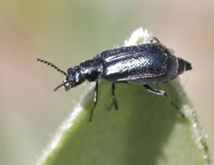 Malachius