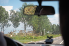 Heracleum sosnowskyi