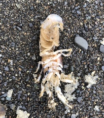 Upogebia pugettensis