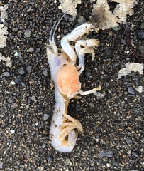 Upogebia pugettensis