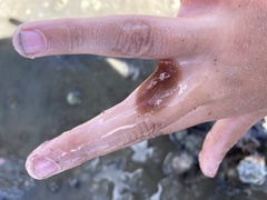 Leptoplanoidea