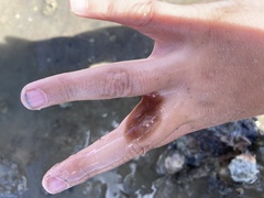 Leptoplanoidea