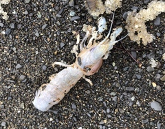Upogebia pugettensis