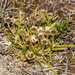 Colobanthus apetalus - Photo (c) Tindo2, algunos derechos reservados (CC BY-NC)