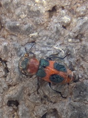 Collops quadrimaculatus