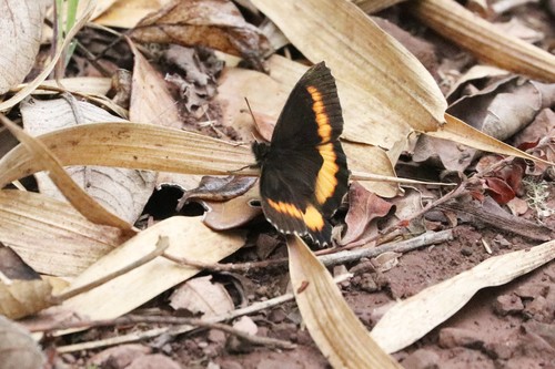 Pedaliodes cesarense