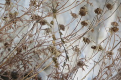 Chrysanthemum sinuatum