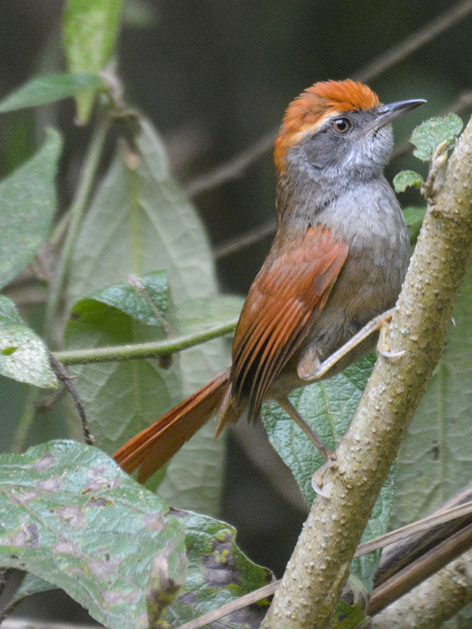 Synallaxis Spinetails