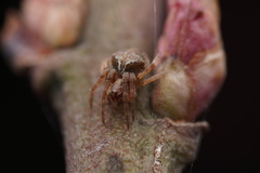 Araneus sturmi