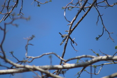 Polioptila albiloris