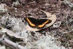 Pedaliodes cesarense