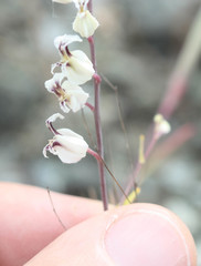 Streptanthus glandulosus secundus