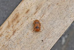 Coccidula scutellata